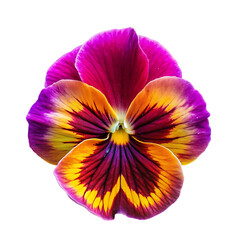 Vibrant Pansy Flower Closeup