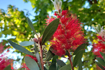 Crimson bottlebrush plant (Callistemon citrinus)