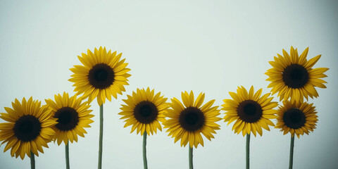 Obraz premium vibrant sunflowers against a plain white background