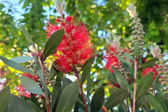 Crimson bottlebrush plant (Callistemon citrinus)