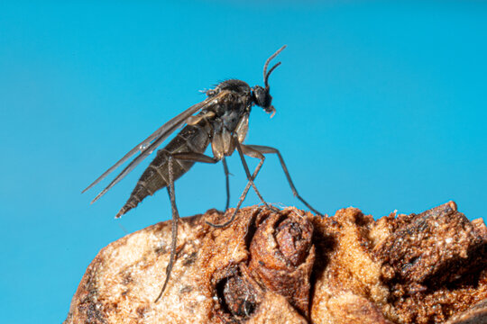 Moucheron Sciaridae (indet.) observ&eacute; en int&eacute;rieur