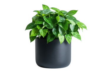 Lush green plant in sleek dark pot vibrant leaves home decor minimalist style bright studio lighting