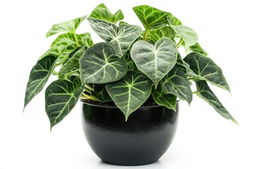 Lush Green Alocasia Plant in a Black Pot vibrant leaves isolated on white background