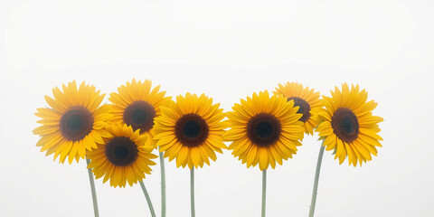 Fototapeta premium vibrant sunflowers against a plain white background