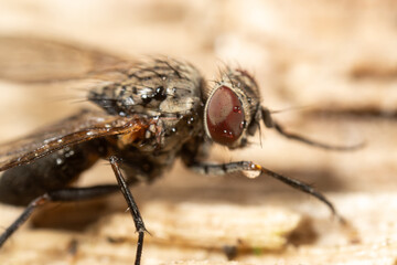Mouche Anthomyiidae indéterminée posée sur un bout de bois