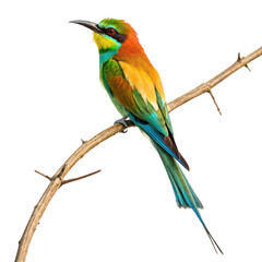 Fototapeta premium Bird of paradise flower png exotic flower png colorful bloom png tropical flower png unique blossom png white background image