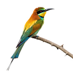 Fototapeta premium Bird of paradise flower png exotic flower png colorful bloom png tropical flower png unique blossom png white background image