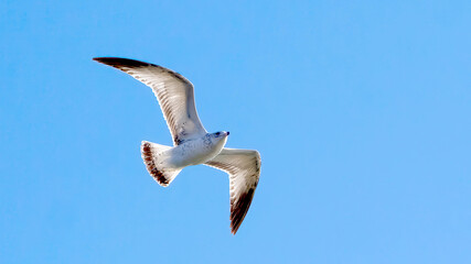 Seagulls flying in the sky