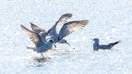 Seagulls flying over the calm lake