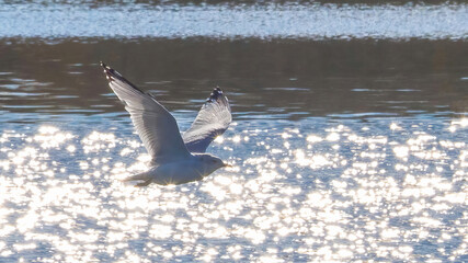 Seagulls flying over the calm lake