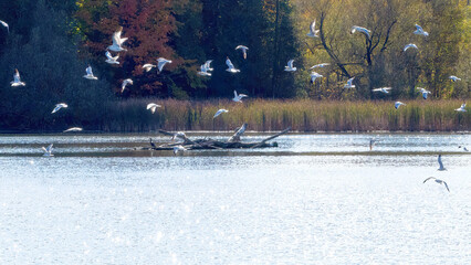 A flock of seagulls flying over the calm lake