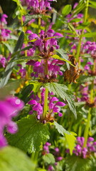 Purple Deadnettle (Lamium purpureum)