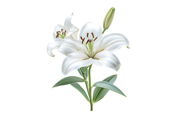 Lily flower isolated on white or transparent background