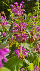 Purple Deadnettle (Lamium purpureum)