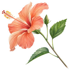 Fototapeta premium Coral hibiscus flower png vibrant hibiscus png exotic bloom png tropical flower png pink hibiscus png white background image
