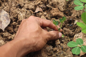 hands planting seeds in a farm field