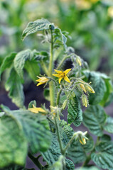 close-up of a blooming tomato plant in the vegetable garden