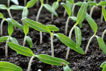 close-up of young growing tomato seedlings in the greenhouse