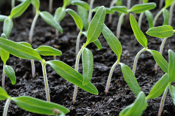 close-up of young growing tomato seedlings in the greenhouse
