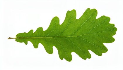 A single green oak leaf with a lobed shape and visible vein patterns is isolated against a plain white background, highlighting its natural details.
