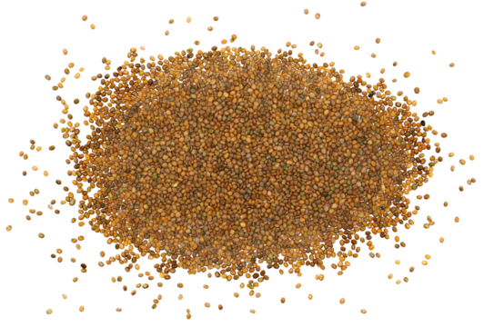  Arugula or rocket seeds scattered, Eruca sativa, isolated on white background, top view, clipping path