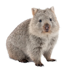 Obraz premium Wombat png cute wombat png australian marsupial png forest wombat png wildlife wombat png white background image