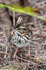 Savannah Sparrow