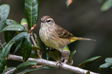 Palm Warbler