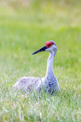 Naklejka premium Sandhill Crane