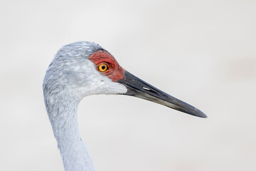 Sandhill Crane