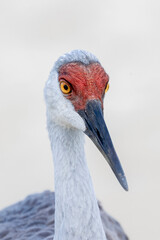 Sandhill Crane
