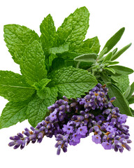 Vibrant green mint leaves and sprigs of purple lavender and sage arranged together on a transparent background. The image is well lit, showcasing the texture and color of each herb.
