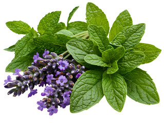 Vibrant purple lavender blossoms nestled beside lush green mint leaves on a transparent background. The image is detailed, showcasing the textures of both plants.
