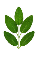 Vibrant Green Sage Leaves Sprig on Transparent Background