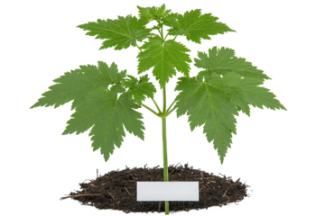 Vibrant Green Seedling with Palmate Leaves in Soil