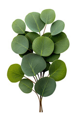 Obraz premium Vibrant Green Eucalyptus Leaves Cluster on Transparent Background