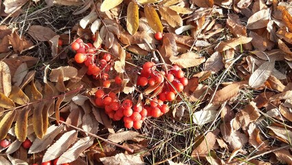 Red berries lying among fallen leaves on the forest floor in autumn sunlight