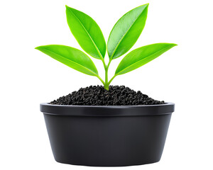 Green Seedling in Black Pot on Transparent Background