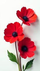 Fototapeta premium Three vibrant red flowers with dark centers on a clean white background, fresh, vivid