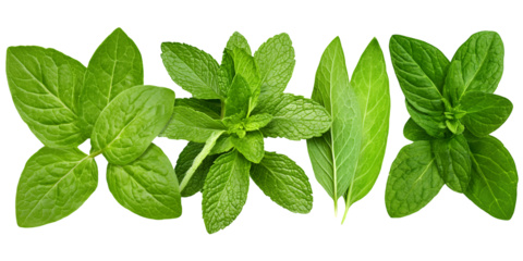 Vibrant green mint leaves arranged against a black background. Fresh, lush, and detailed, the image showcases various types of mint, highlighting their texture and color.