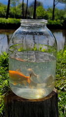 River fish in a balloon on the shore of a pond