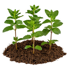 Four vibrant green mint plants sprout from rich brown soil, isolated on a transparent background. The image showcases healthy growth and earthy tones.