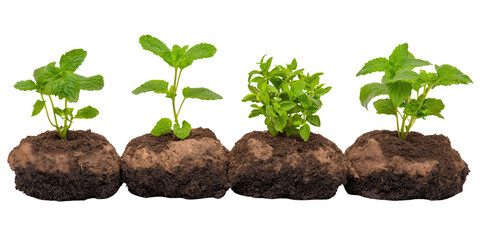 Four Green Plants Growing Stages in Dark Brown Soil