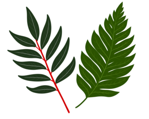 Two leaves isolated on transparent background, one dark green with red stem, the other light green fern like. Detailed botanical illustration with contrasting colors and textures.