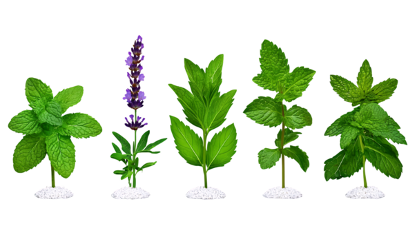 Five Fresh Herbs on White Pebbles Against Black Background