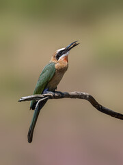 White-fronted Bee-eater holding its prey in its beak