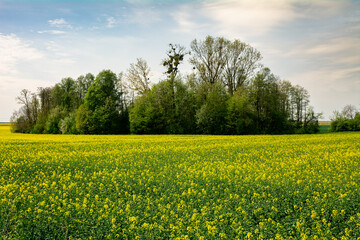 kwitnące pole rzepaku wczesną wiosną © robert6666