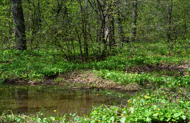 A serene forest stream flowing through lush greenery with sunbeams