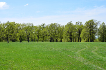 Obraz premium A lush green meadow with trees and a blue sky