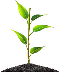 Vibrant Green Seedling Emerging from Dark Soil on Transparent